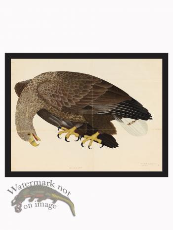 Rudbeck CFA_BF 06 Eagle